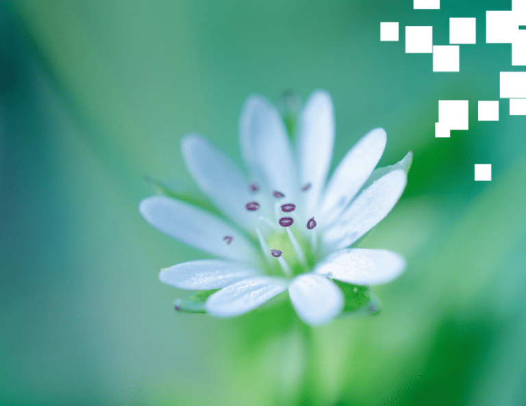 flower