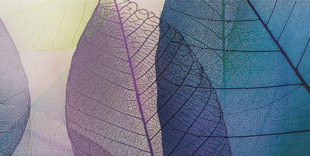 Ripeta Report Cover 2020 - transparent leaves