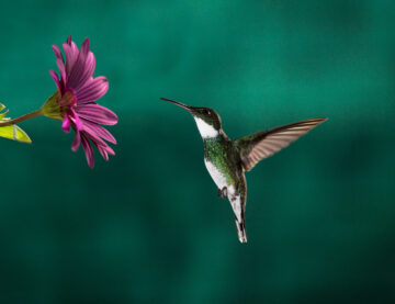 A little hummingbird chassing its meal