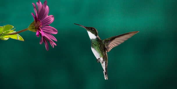 A little hummingbird chassing its meal