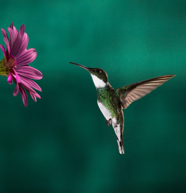 A little hummingbird chassing its meal