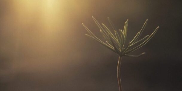Douglass Fir seedling breaking through the earth at sunset.