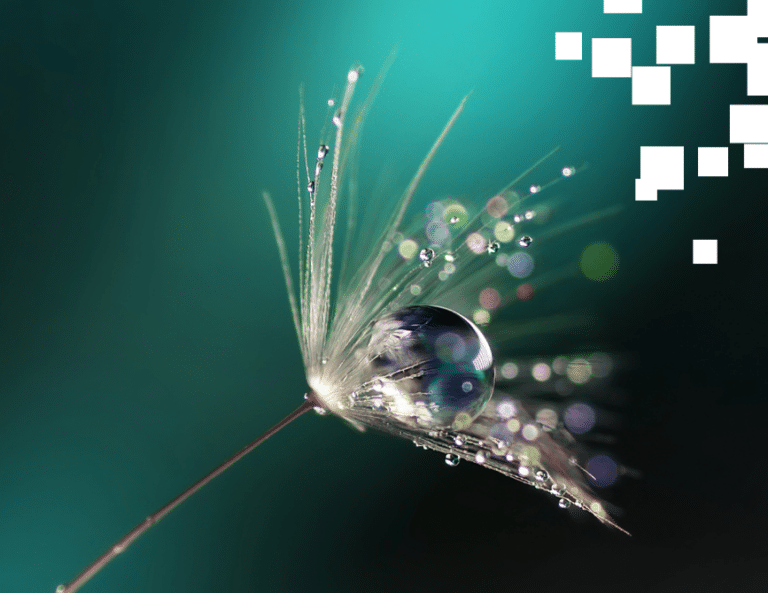 thistle with droplet of water