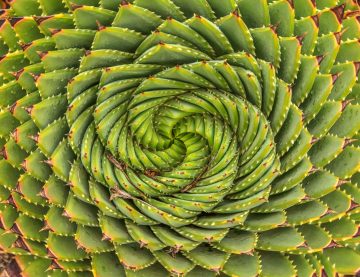 Spiral Aloe - Lesotho traditional plant