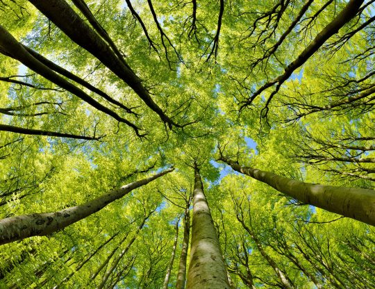 Beech Trees Forest, from below, with fresh green leaves