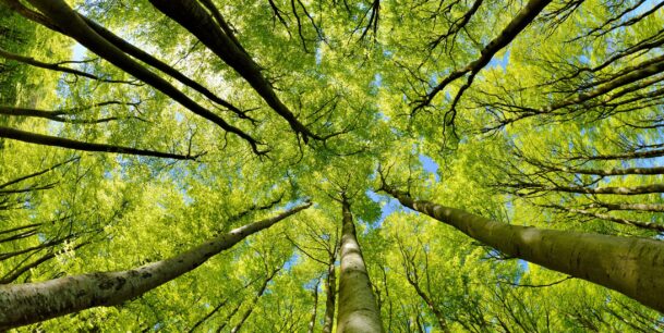 Beech Trees Forest, from below, with fresh green leaves
