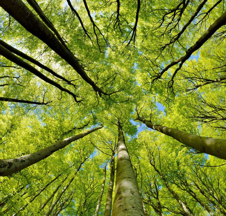 Beech Trees Forest, from below, with fresh green leaves