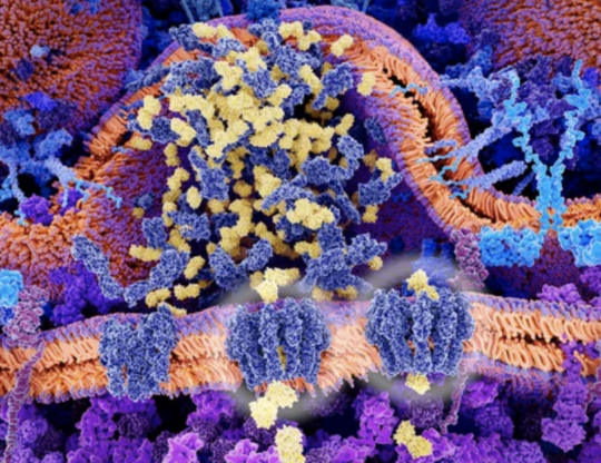 CAR T cell cancer immunotherapy, illustration