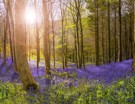 Forest in spring