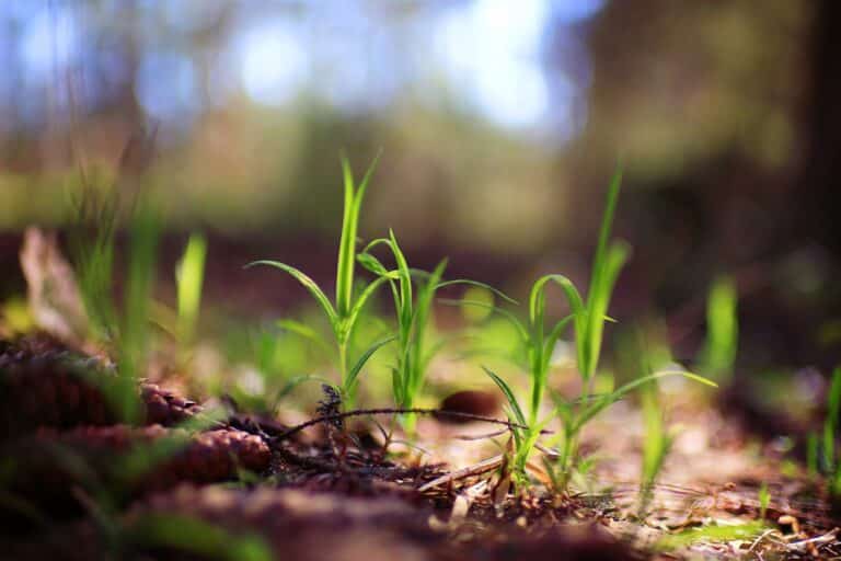 Seedlings in the forest