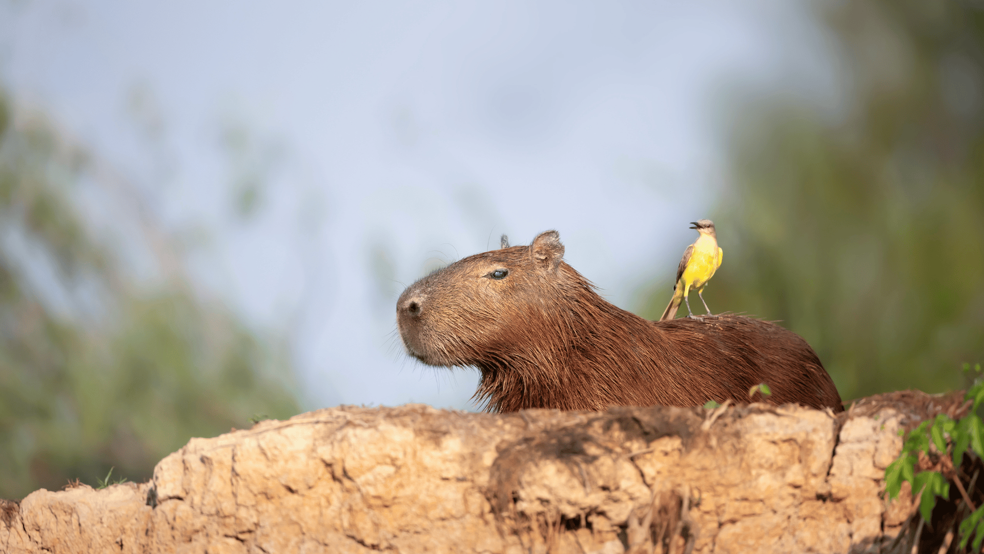 Capybara with bird