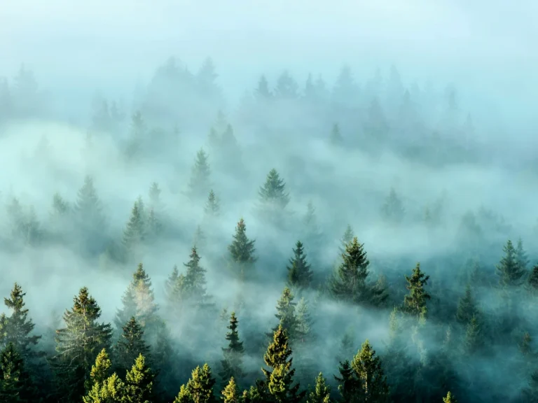 A pine forest shrouded in layers of morning mist.