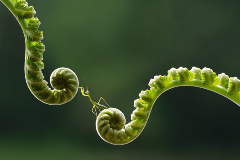 fern fronds