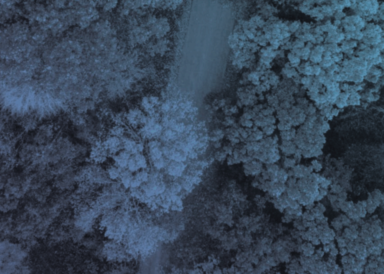 road winding through forest