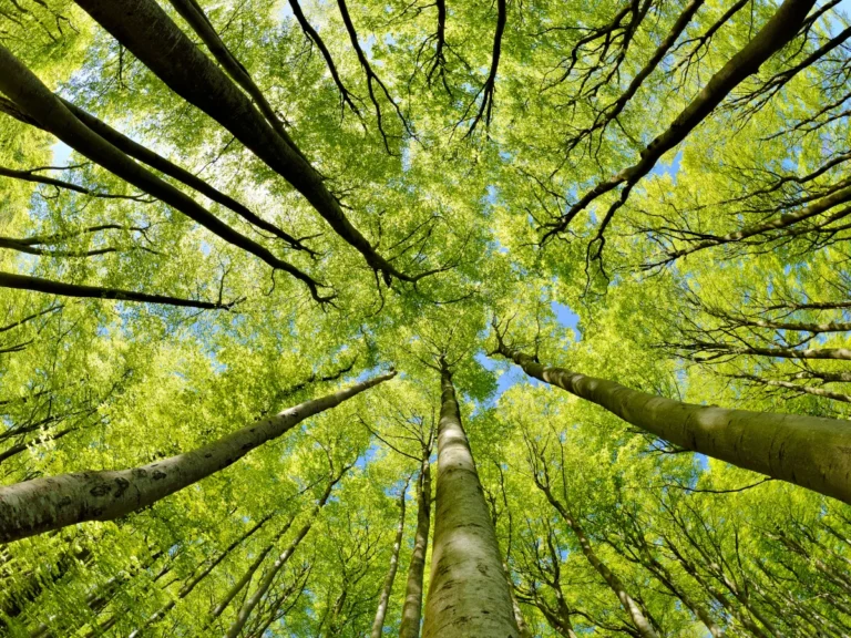 View from the forest floor looking up at tall tree trunks and a bright green leafy canopy.